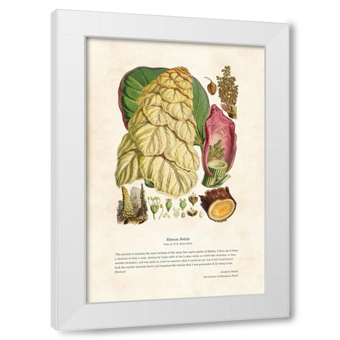 Himalayan Plants - Rheum nobile White Modern Wood Framed Art Print by CAG
