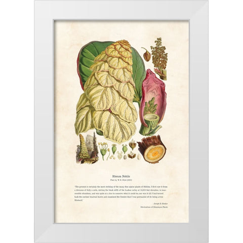 Himalayan Plants - Rheum nobile White Modern Wood Framed Art Print by CAG
