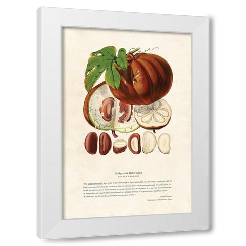 Himalayan Plants - Hodgsonia heteroclita Fruit White Modern Wood Framed Art Print by CAG