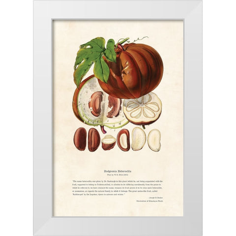 Himalayan Plants - Hodgsonia heteroclita Fruit White Modern Wood Framed Art Print by CAG