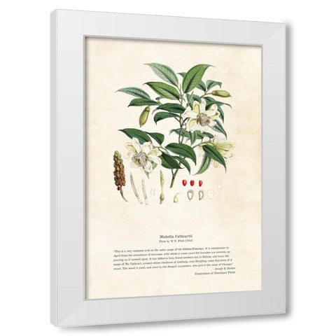 Himalayan Plants - Michella cathcartii White Modern Wood Framed Art Print by CAG