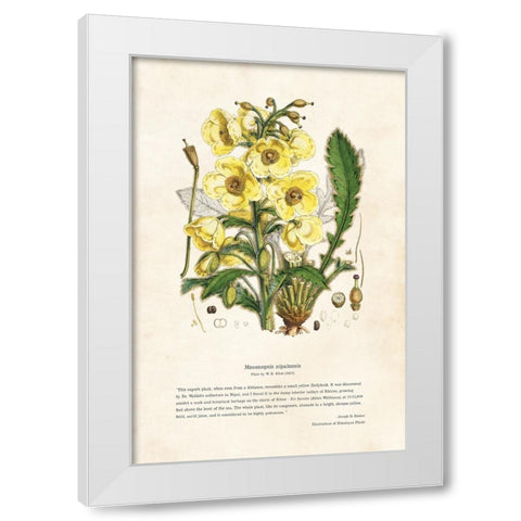 Himalayan Plants - Meconopsis nipalensis White Modern Wood Framed Art Print by CAG