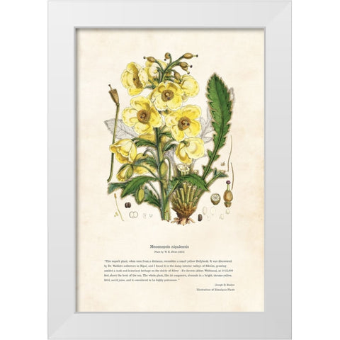 Himalayan Plants - Meconopsis nipalensis White Modern Wood Framed Art Print by CAG