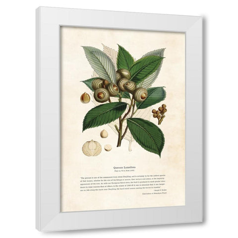 Himalayan Plants - Quercus lamellosa White Modern Wood Framed Art Print by CAG
