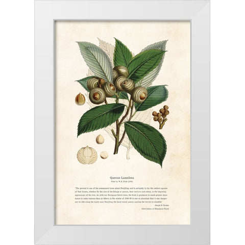 Himalayan Plants - Quercus lamellosa White Modern Wood Framed Art Print by CAG
