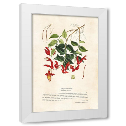Himalayan Plants - Aeschynanthes peelii White Modern Wood Framed Art Print by CAG