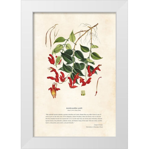 Himalayan Plants - Aeschynanthes peelii White Modern Wood Framed Art Print by CAG