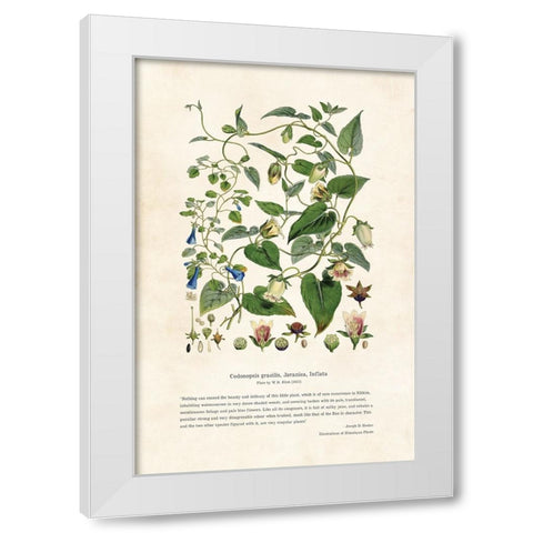 Himalayan Plants - Codonopsis gracilis, Javanica, Inflata White Modern Wood Framed Art Print by CAG