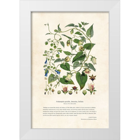 Himalayan Plants - Codonopsis gracilis, Javanica, Inflata White Modern Wood Framed Art Print by CAG