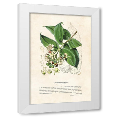 Himalayan Plants - Duabanga sonneratioides White Modern Wood Framed Art Print by CAG