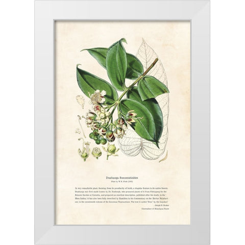 Himalayan Plants - Duabanga sonneratioides White Modern Wood Framed Art Print by CAG