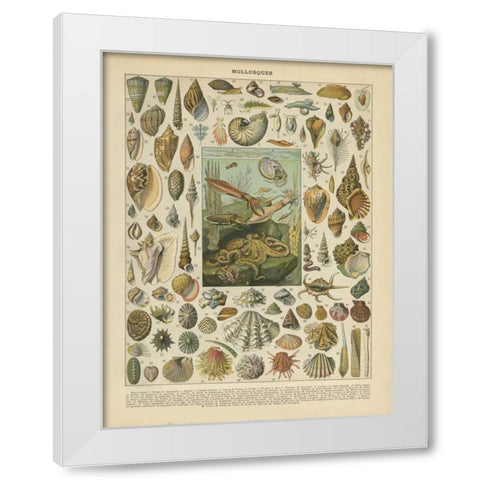 Mollusques White Modern Wood Framed Art Print by Babbitt, Gwendolyn
