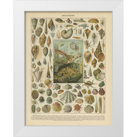 Mollusques White Modern Wood Framed Art Print by Babbitt, Gwendolyn