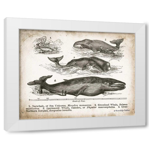 Antique Whales II White Modern Wood Framed Art Print by Babbitt, Gwendolyn
