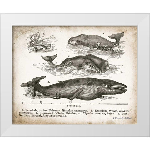 Antique Whales II White Modern Wood Framed Art Print by Babbitt, Gwendolyn