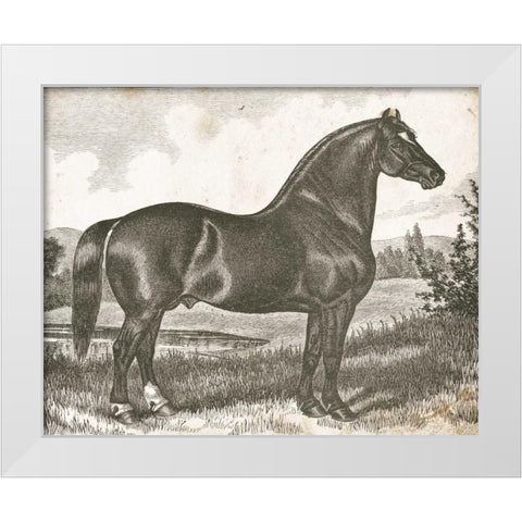 Horse Etching I White Modern Wood Framed Art Print by Babbitt, Gwendolyn