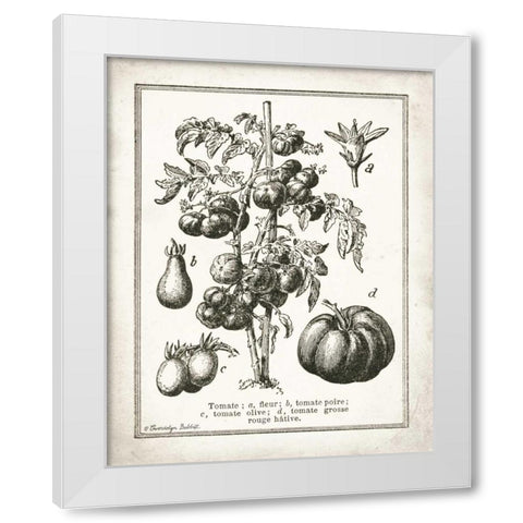 French Tomatoes White Modern Wood Framed Art Print by Babbitt, Gwendolyn