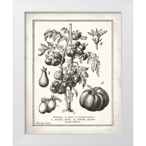 French Tomatoes White Modern Wood Framed Art Print by Babbitt, Gwendolyn