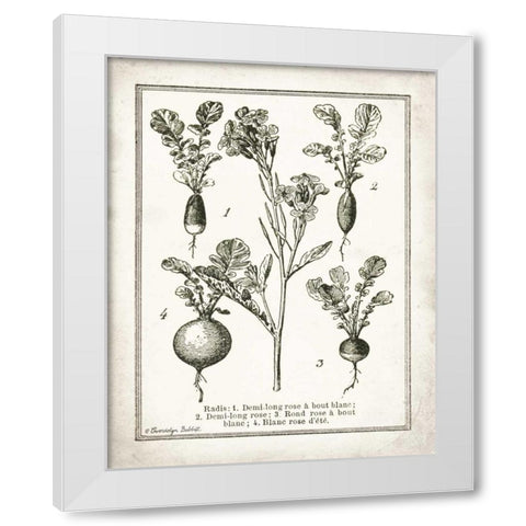 French Radishes White Modern Wood Framed Art Print by Babbitt, Gwendolyn