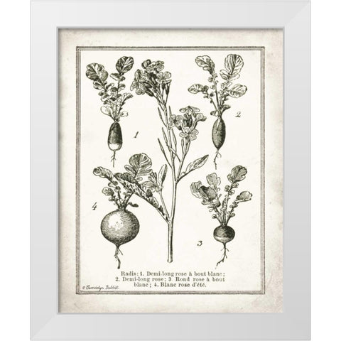 French Radishes White Modern Wood Framed Art Print by Babbitt, Gwendolyn