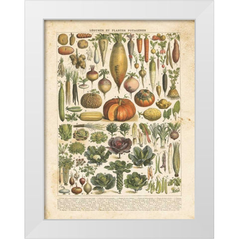 French Vegetable Chart White Modern Wood Framed Art Print by Babbitt, Gwendolyn