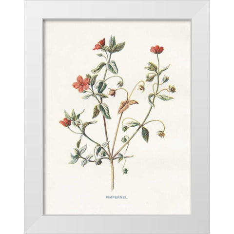 Pimpernel White Modern Wood Framed Art Print by Babbitt, Gwendolyn