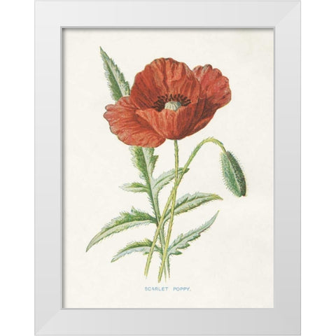 Scarlet Poppy White Modern Wood Framed Art Print by Babbitt, Gwendolyn