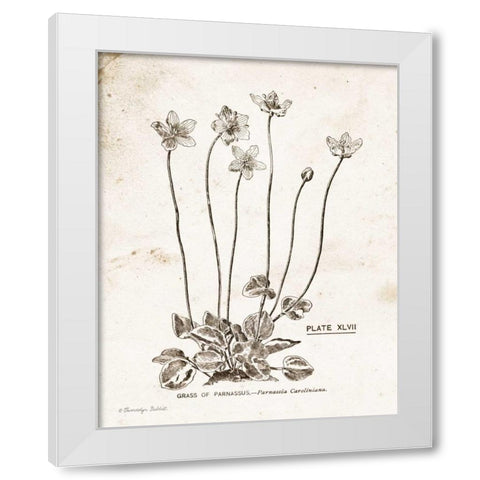 Flower Plate I White Modern Wood Framed Art Print by Babbitt, Gwendolyn