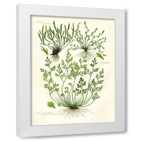 Fern III White Modern Wood Framed Art Print by Babbitt, Gwendolyn