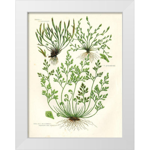 Fern III White Modern Wood Framed Art Print by Babbitt, Gwendolyn