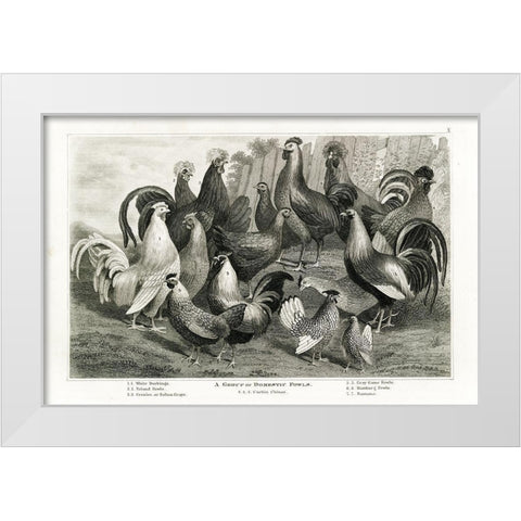 1800s Chicken Chart White Modern Wood Framed Art Print by Babbitt, Gwendolyn