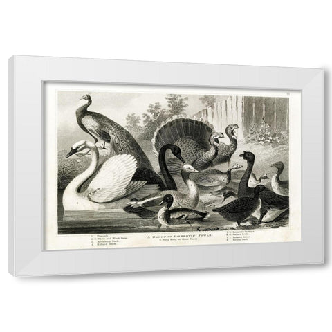 1800s Poultry Chart White Modern Wood Framed Art Print by Babbitt, Gwendolyn