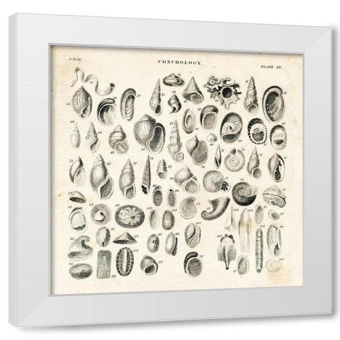 Shell Chart II White Modern Wood Framed Art Print by Babbitt, Gwendolyn