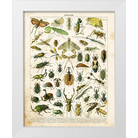 Bug Chart I White Modern Wood Framed Art Print by Babbitt, Gwendolyn