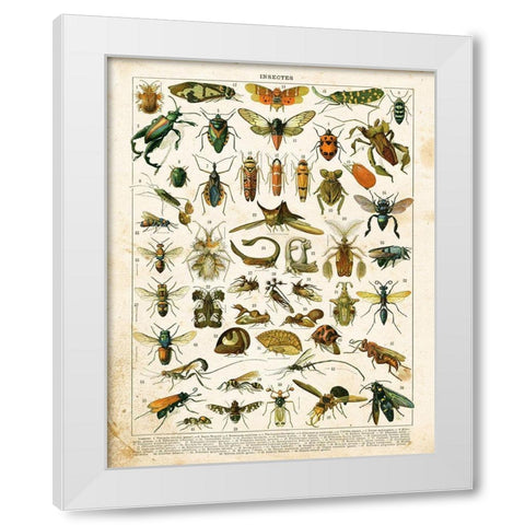 Bug Chart II White Modern Wood Framed Art Print by Babbitt, Gwendolyn