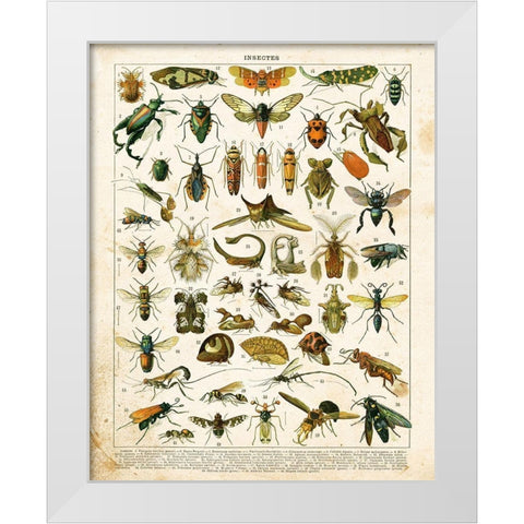 Bug Chart II White Modern Wood Framed Art Print by Babbitt, Gwendolyn