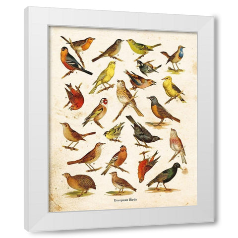 Bird Chart I White Modern Wood Framed Art Print by Babbitt, Gwendolyn