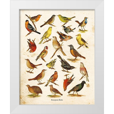 Bird Chart I White Modern Wood Framed Art Print by Babbitt, Gwendolyn