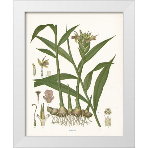 Ginger Botanical White Modern Wood Framed Art Print by Babbitt, Gwendolyn