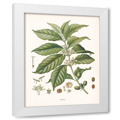 Coffee Botanical White Modern Wood Framed Art Print by Babbitt, Gwendolyn