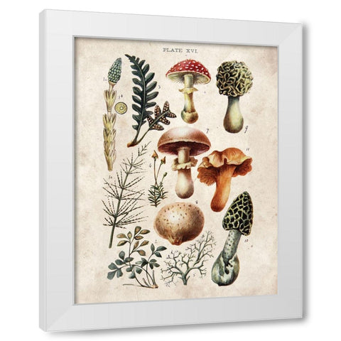 Mushroom Chart I White Modern Wood Framed Art Print by Babbitt, Gwendolyn