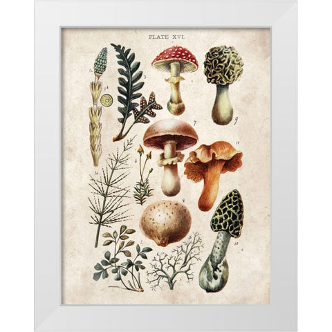 Mushroom Chart I White Modern Wood Framed Art Print by Babbitt, Gwendolyn
