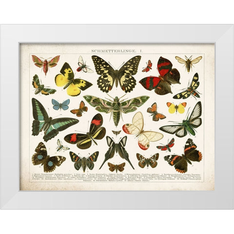 Butterfly Chart White Modern Wood Framed Art Print by Babbitt, Gwendolyn