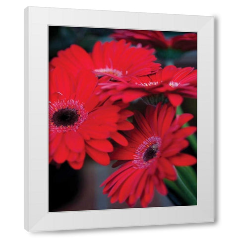 Red Gerbera Daisies I White Modern Wood Framed Art Print by Berzel, Erin