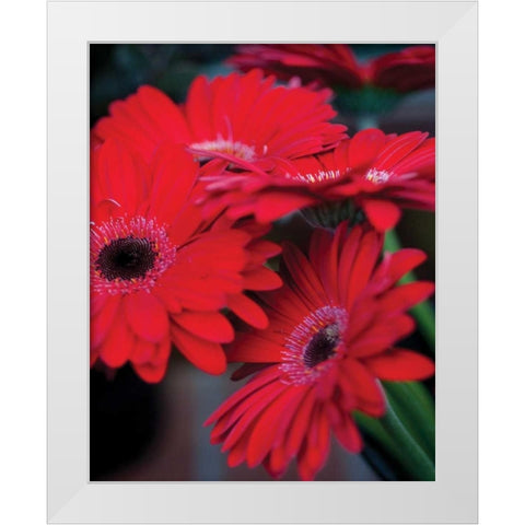 Red Gerbera Daisies I White Modern Wood Framed Art Print by Berzel, Erin