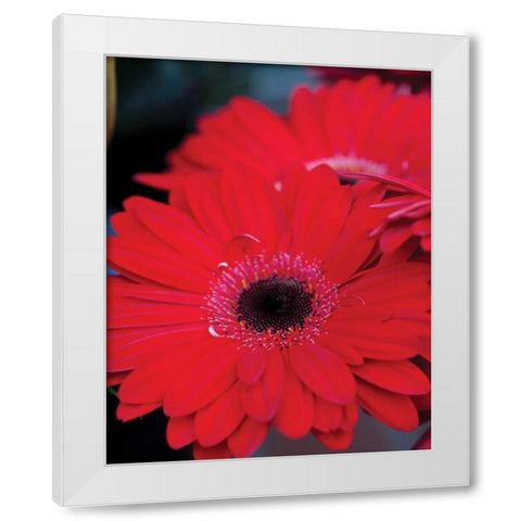 Red Gerbera Daisies II White Modern Wood Framed Art Print by Berzel, Erin