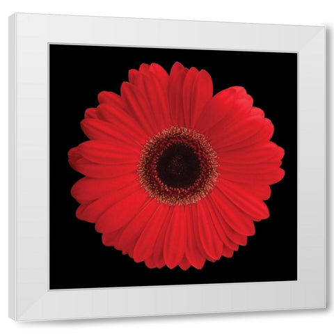 Gerbera Daisy Red White Modern Wood Framed Art Print by Christensen, Jim