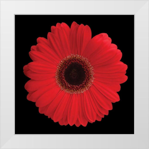 Gerbera Daisy Red White Modern Wood Framed Art Print by Christensen, Jim