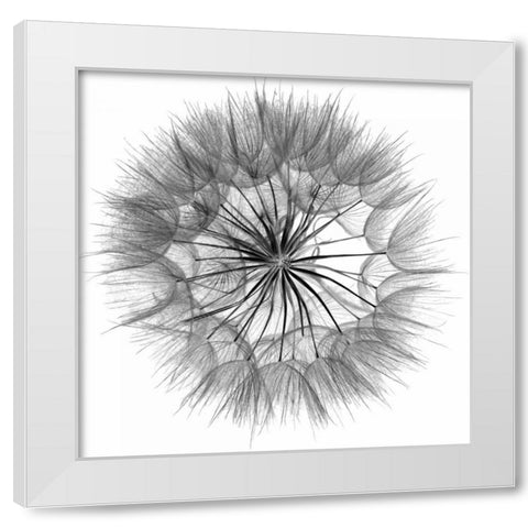 Goats Beard IV White Modern Wood Framed Art Print by Christensen, Jim