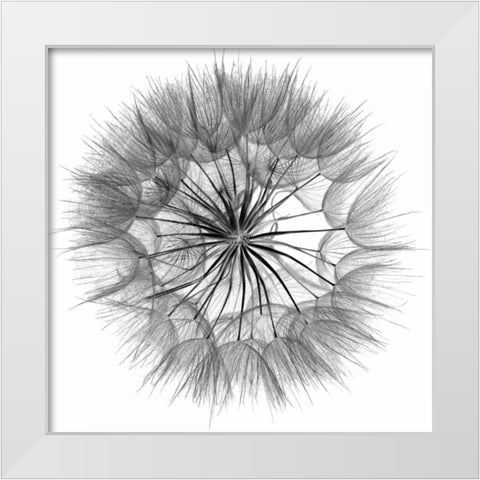 Goats Beard IV White Modern Wood Framed Art Print by Christensen, Jim